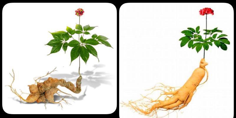 ‎جینسینگ: ریشه‌ای شگفت‌انگیز با خواص درمانی و تاریخی غنی