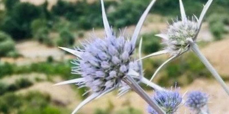 بوقناق چیست؟ و تاثیر آن بر قند خون و دیابت چگونه است؟