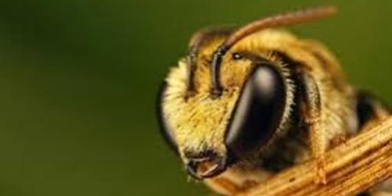 زهر زنبور عسل چیست ؟ خصوصیات ، فواید و کاربردهای آن چیست؟