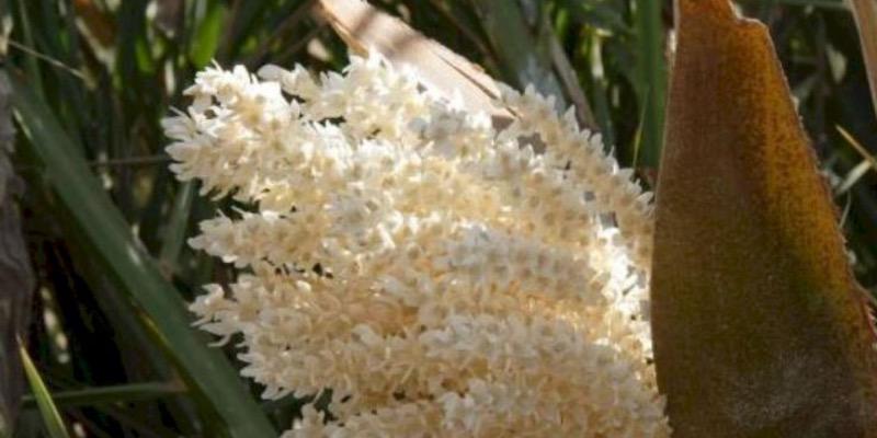 طارونه چیست وتاثیر آن بر باروری و قوای جنسی چگونه است؟